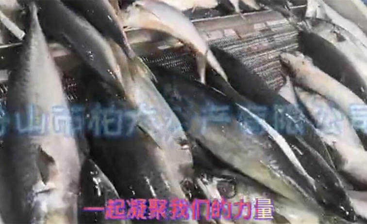 凍鯖魚視頻